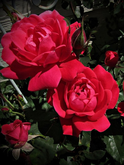 róża rabatowa Double Knock Out®