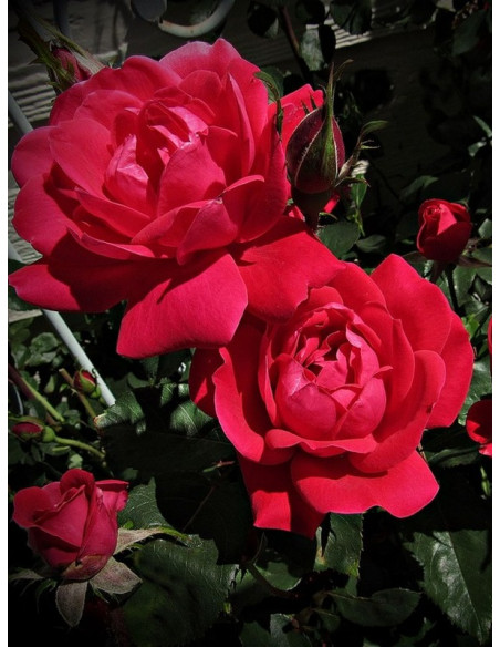 róża rabatowa Double Knock Out®