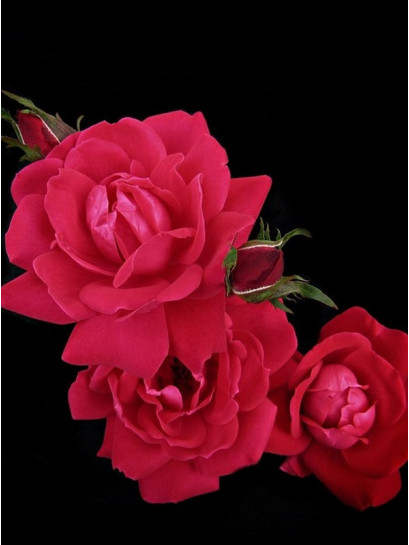 rabatowa róża Double Knock Out®