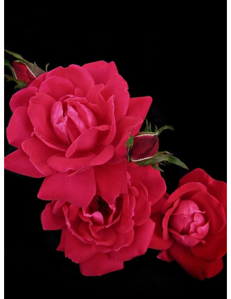 rabatowa róża Double Knock Out®