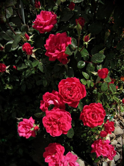 Double Knock Out® rabatowa róża