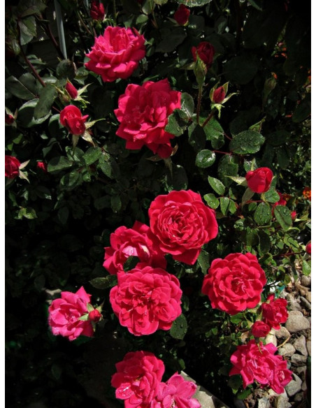 Double Knock Out® rabatowa róża