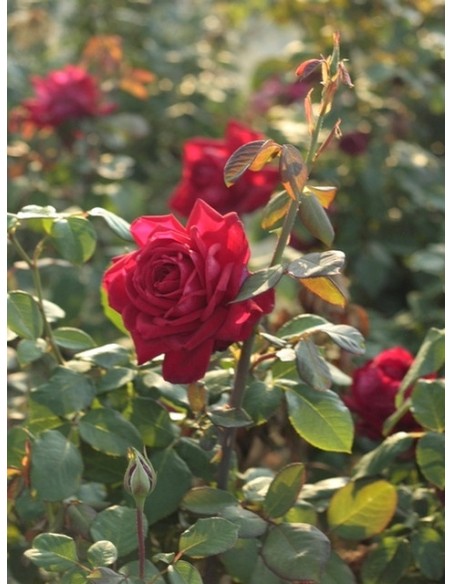 Loving Memory bordowe róże wielkokwiatowe