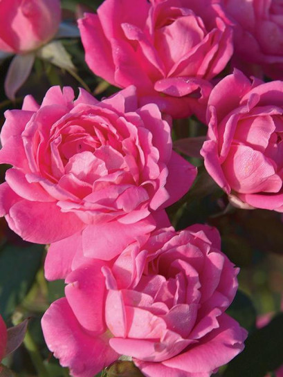 DOUBLE PINK KNOCK OUT® róża rabatowa