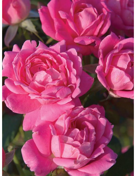 DOUBLE PINK KNOCK OUT® róża rabatowa