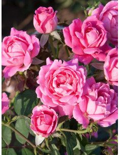 DOUBLE PINK KNOCK OUT® róża rabatowa 2