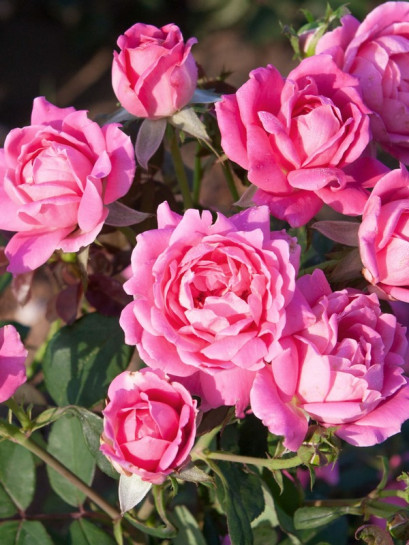 DOUBLE PINK KNOCK OUT® rabatowa róża