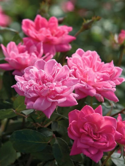 róża rabatowa DOUBLE PINK KNOCK OUT®