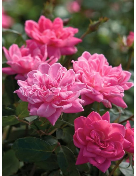 róża rabatowa DOUBLE PINK KNOCK OUT®