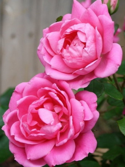 rabatowa róża DOUBLE PINK KNOCK OUT®