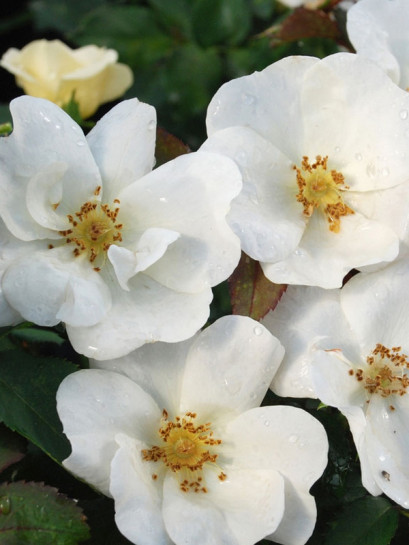 WHITE KNOCK OUT róża rabatowa