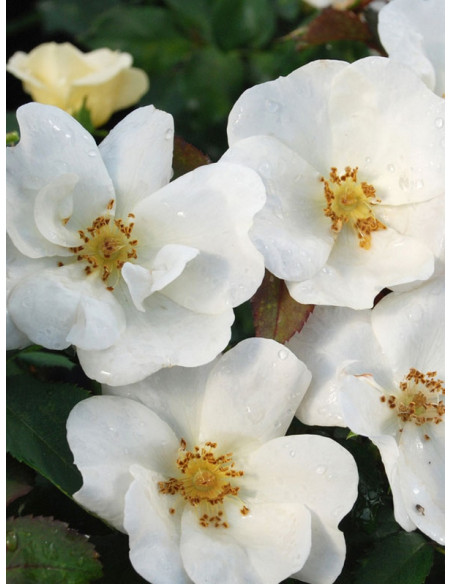 WHITE KNOCK OUT róża rabatowa