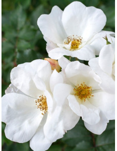 WHITE KNOCK OUT róża rabatowa 2