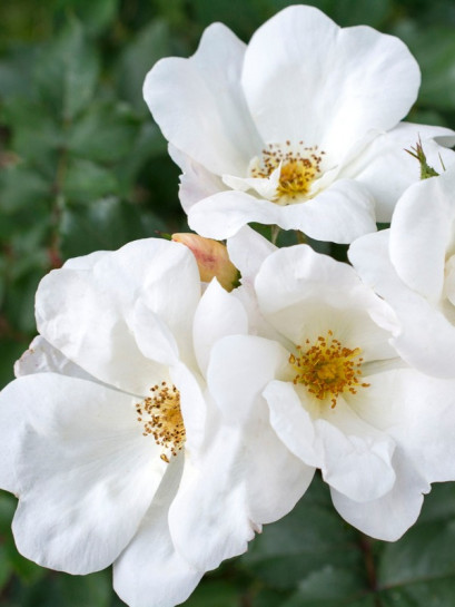 WHITE KNOCK OUT rabatowa róża