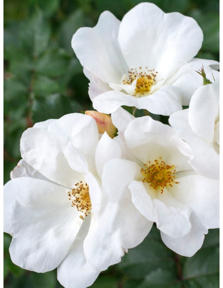 WHITE KNOCK OUT rabatowa róża