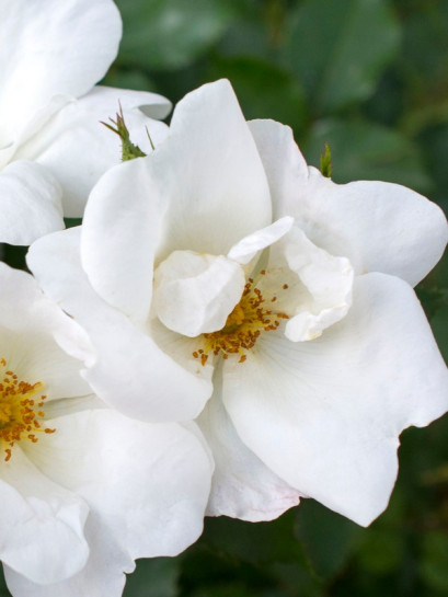 róża rabatowa WHITE KNOCK OUT