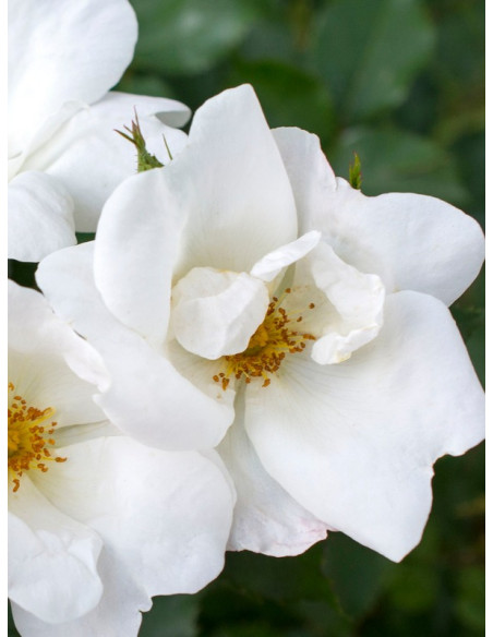 róża rabatowa WHITE KNOCK OUT