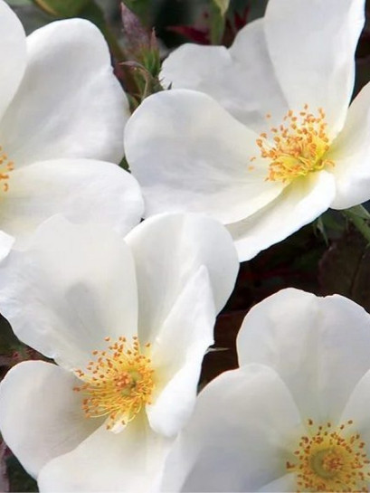 rabatowa róża WHITE KNOCK OUT