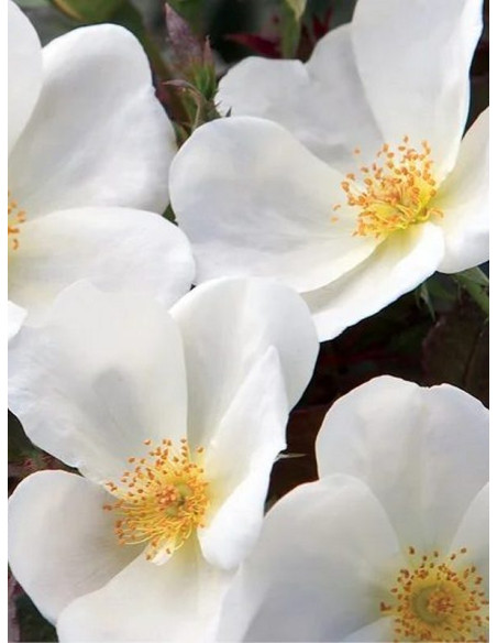 rabatowa róża WHITE KNOCK OUT