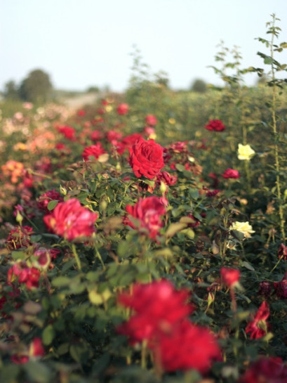 róże bordowe wielkokwaitowe Loving Memory