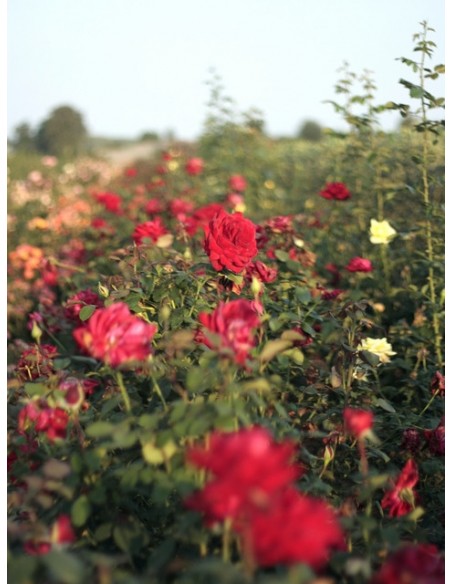 róże bordowe wielkokwaitowe Loving Memory