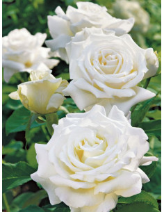 róża pienna JAN PAWEŁ II 2