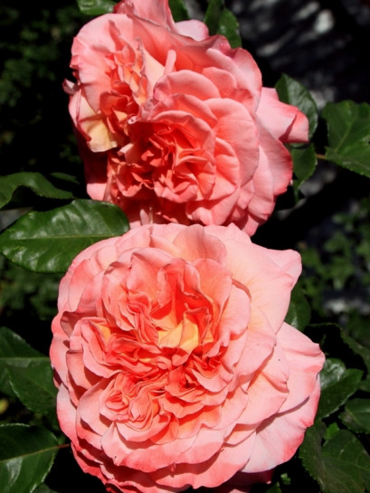 róża pienna AUGUSTA LUISE