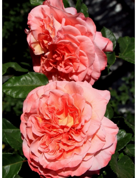 róża pienna AUGUSTA LUISE