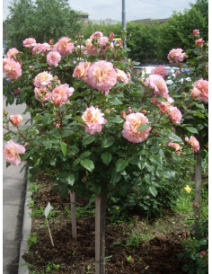 AUGUSTA LUISE róża pienna 2