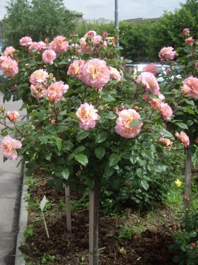 AUGUSTA LUISE pienna róża