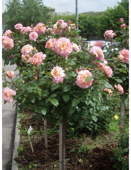 AUGUSTA LUISE pienna róża