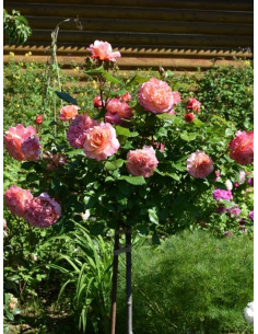 AUGUSTA LUISE róża pienna