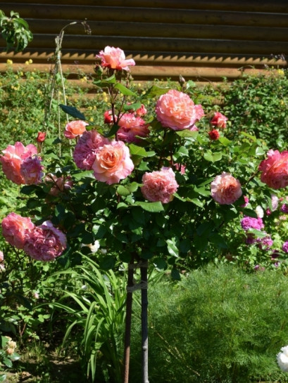 AUGUSTA LUISE róża pienna