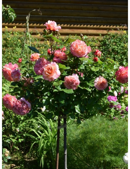 AUGUSTA LUISE róża pienna