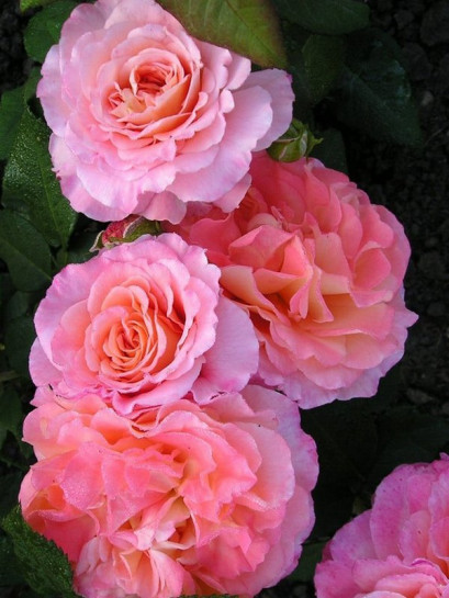 pienna róża AUGUSTA LUISE