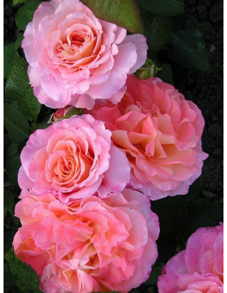 pienna róża AUGUSTA LUISE