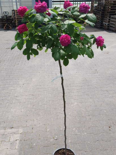 ROSE DE RESHT pienna róża