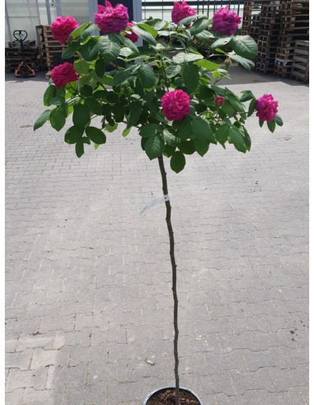 ROSE DE RESHT pienna róża