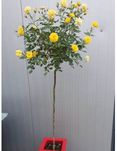 Yellow Fairy pienne róże 2