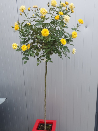 róże pienne Yellow Fairy