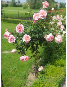 CANDY RAIN pienna róża