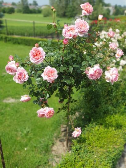 CANDY RAIN pienna róża