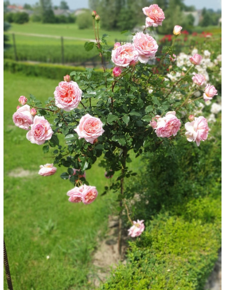 CANDY RAIN pienna róża