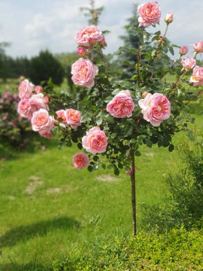 CANDY RAIN róża pienna