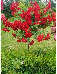 róża pienna czerwona Scarlato 2