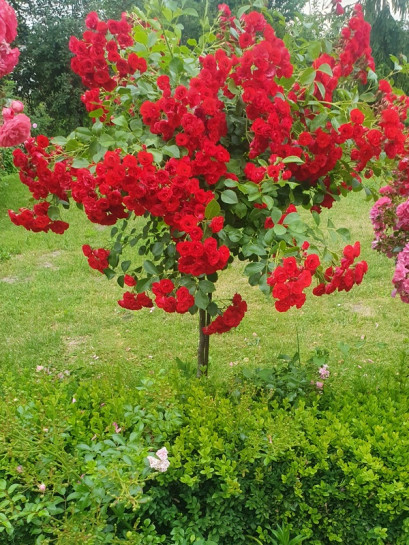 SCARLET MEIDILAND pienna róża
