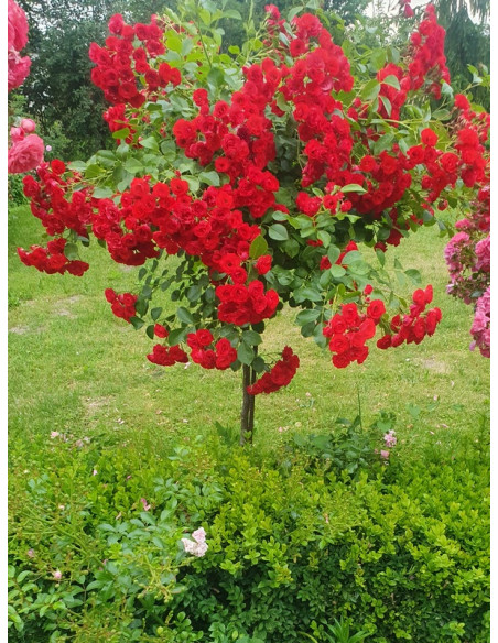 SCARLET MEIDILAND pienna róża