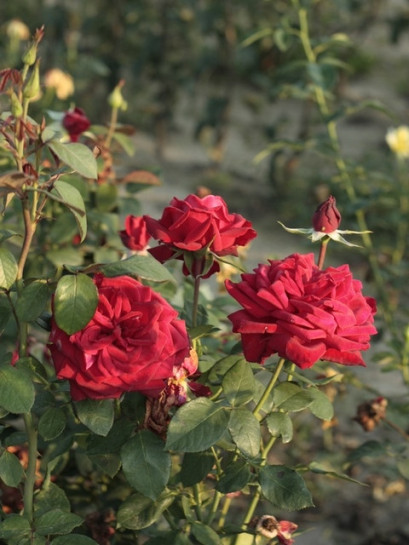  	róże wielkokwiatowe Loving Memory bordowe