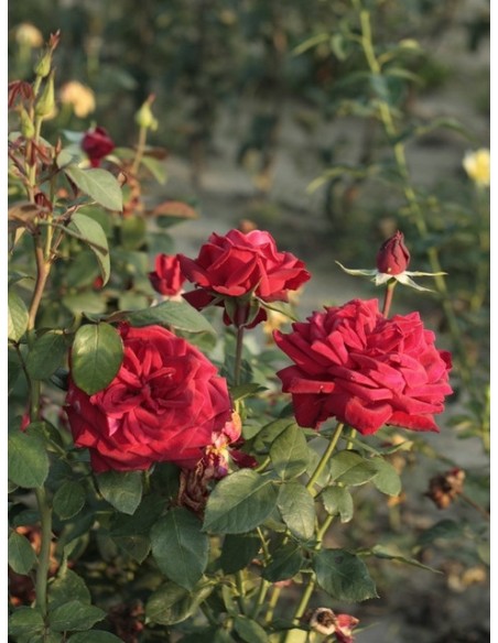  	róże wielkokwiatowe Loving Memory bordowe