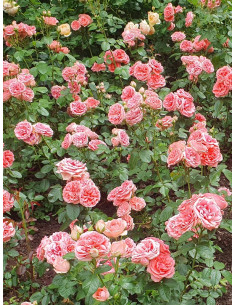 Rabatowa róża Kimono 2